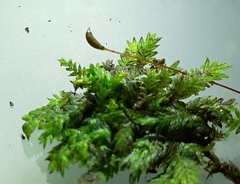 Fissidens