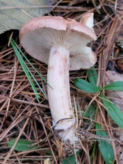 Lactarius vinaceorufescens