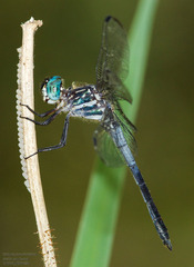 Cannaphila insularis