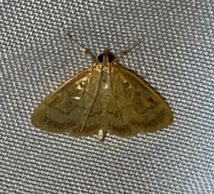 Crocidophora tuberculalis