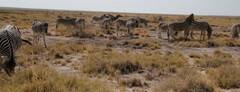 Equus quagga burchellii