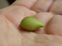 Amphibolips globulus