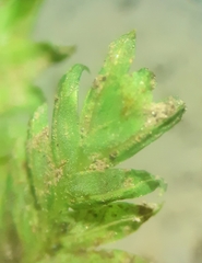 Fissidens