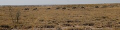 Equus quagga burchellii