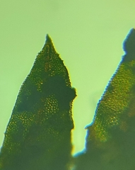 Fissidens