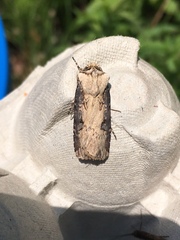 Agrotis volubilis