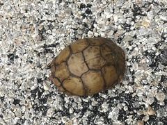 Terrapene carolina triunguis