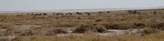 Equus quagga burchellii
