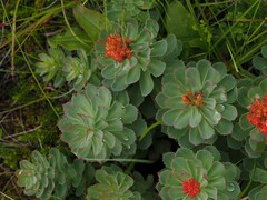 Rhodiola rosea