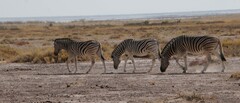Equus quagga burchellii