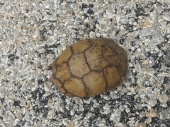 Terrapene carolina triunguis