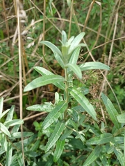 Hippophae rhamnoides