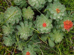 Rhodiola rosea