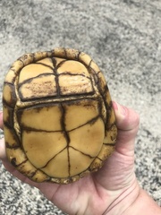Terrapene carolina triunguis