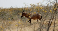 Alcelaphus buselaphus caama