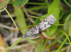 Pyla fusca