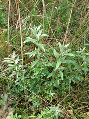 Hippophae rhamnoides