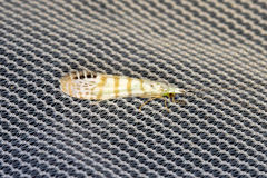 Nectopsyche exquisita