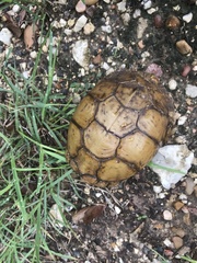 Terrapene carolina triunguis