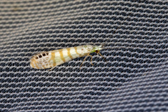 Nectopsyche exquisita