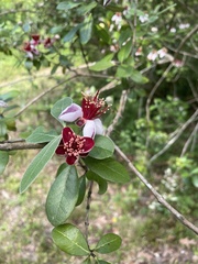 Feijoa sellowiana