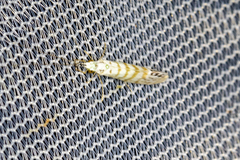 Nectopsyche exquisita