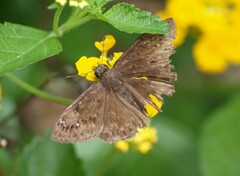 Erynnis horatius