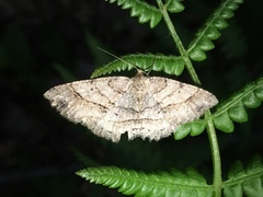 Melanolophia signataria