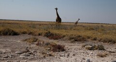 Giraffa camelopardalis angolensis