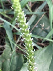 Plantago major