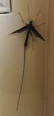 Megarhyssa atrata