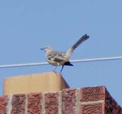 Mimus polyglottos