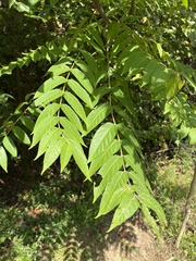Rhus glabra