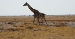 Giraffa camelopardalis angolensis
