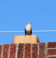Mimus polyglottos