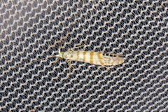 Nectopsyche exquisita