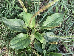 Plantago major