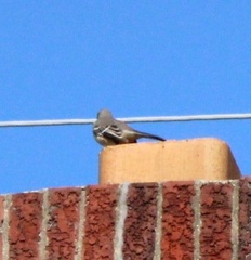 Mimus polyglottos