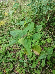 Urtica galeopsifolia