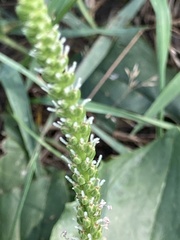 Plantago major