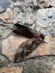 Phassus zapalinamensis