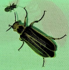 Pseudozonitis labialis