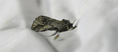 Ursia noctuiformis