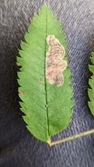 Phyllonorycter corylifoliella