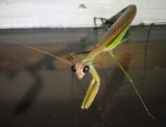 Tenodera sinensis