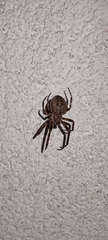 Larinioides ixobolus