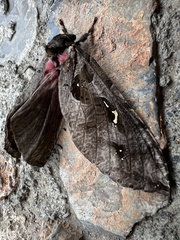 Phassus zapalinamensis