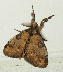 Orgyia leucostigma