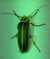 Pseudozonitis labialis