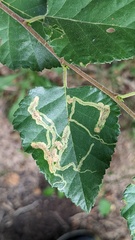 Agromyza alnibetulae